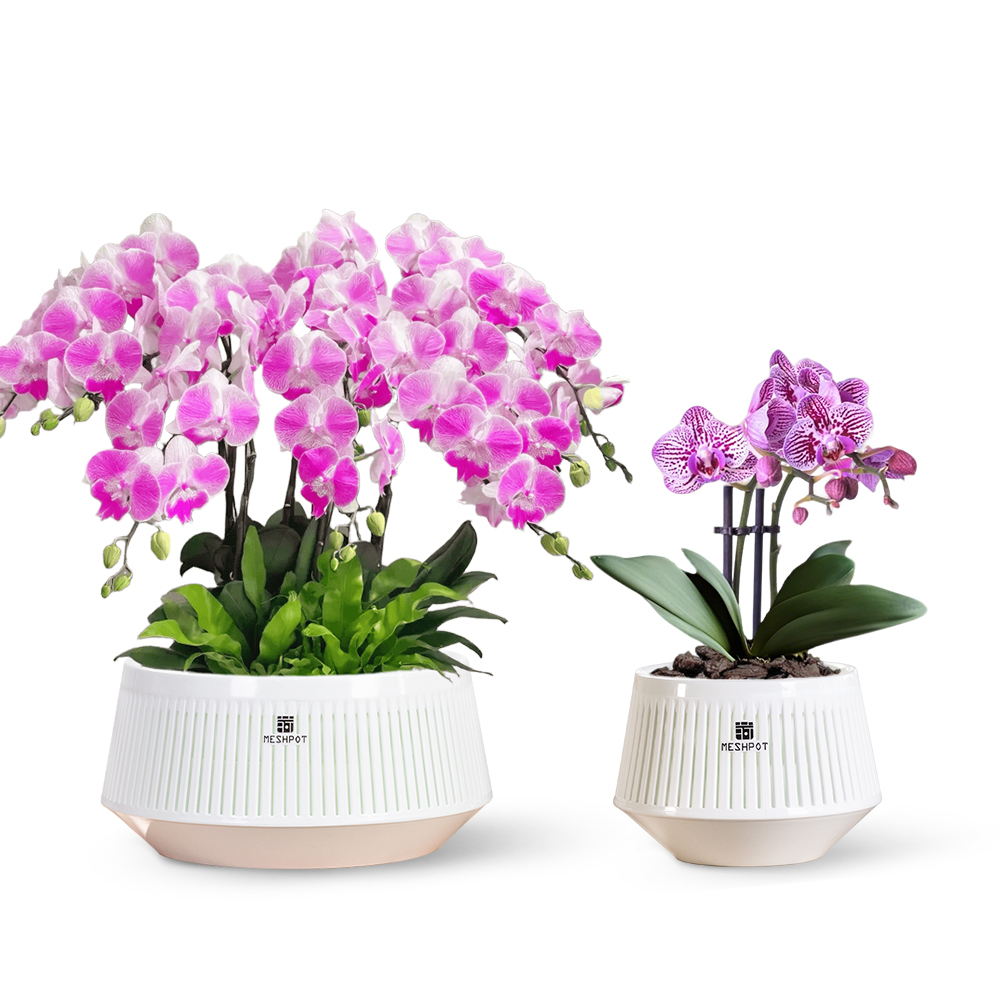 Aloe Vera Pot - Meshpot Orchideentopf mit Löchern und Untertassen,