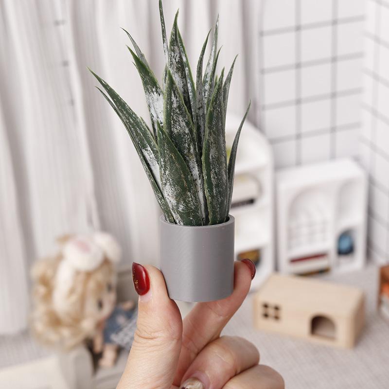 Miniatur-Aloe-Vera-Topfpflanze – Aloe Vera Pot Bewertung und Preis