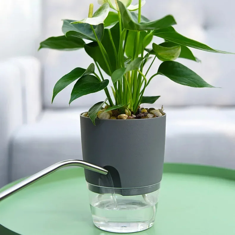 Transparenter Doppelschichtige – Aloe Vera Pot Bewertung und Preis