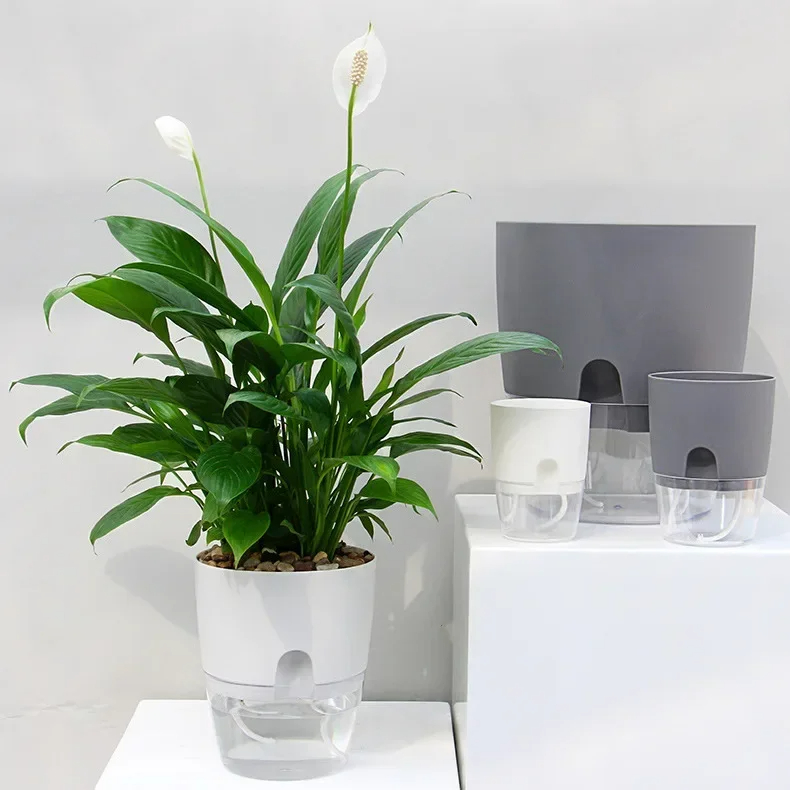 Transparenter Doppelschichtige – Aloe Vera Pot Bewertung und Preis