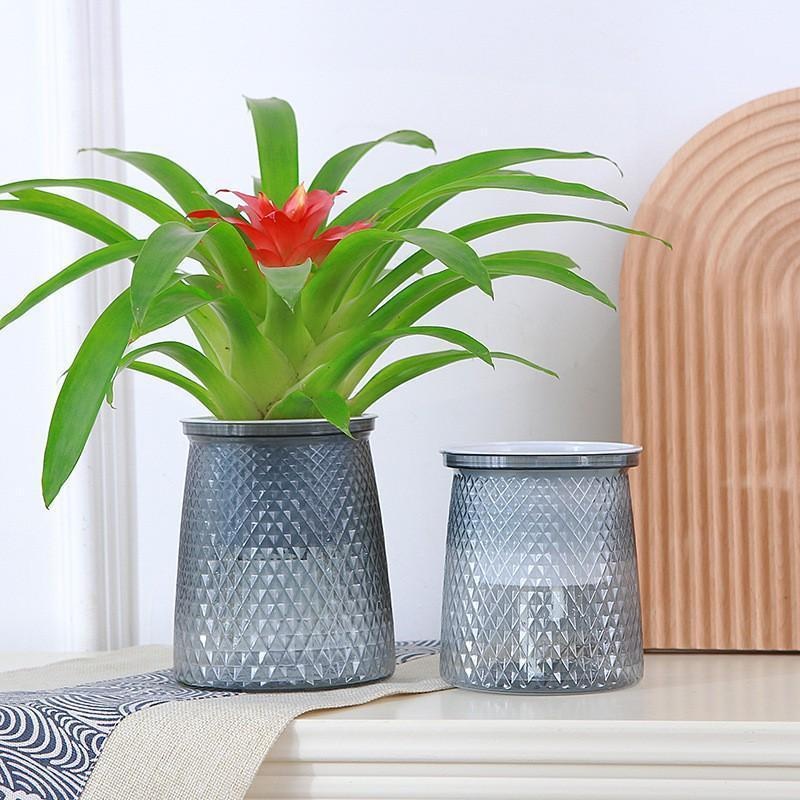 2024, transparenter, selbstbew – Aloe Vera Pot Bewertung und Preis