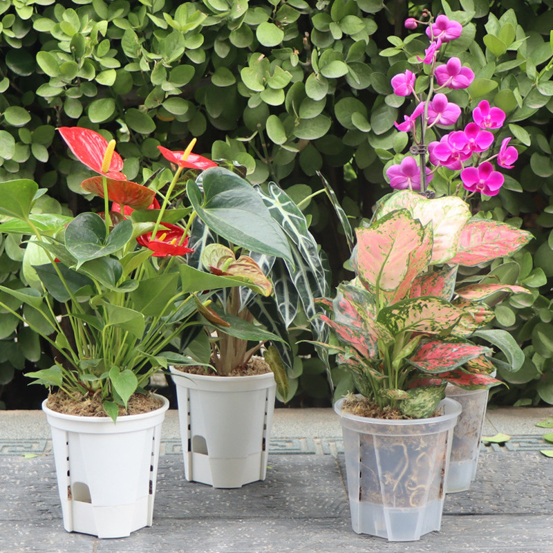 5 stücke transparenter Orchide – Aloe Vera Pot Bewertung und Preis