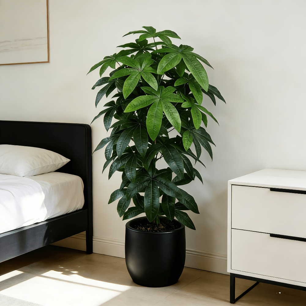 Ein künstlicher Geldbaum (Pach – Monstera Adansonii Bewertung und Preis